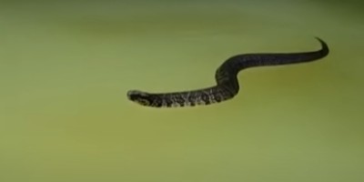 Greensboro snake