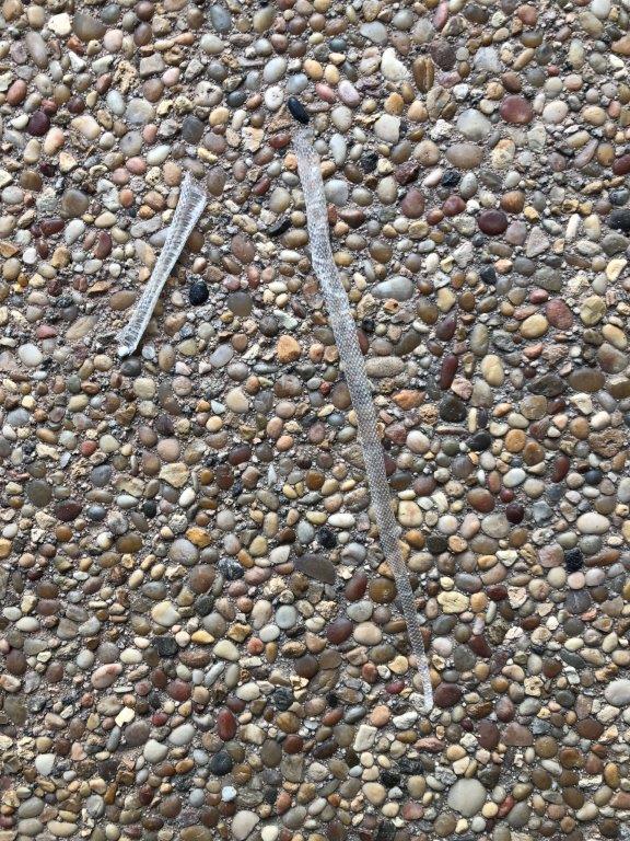 Greensboro snake skin