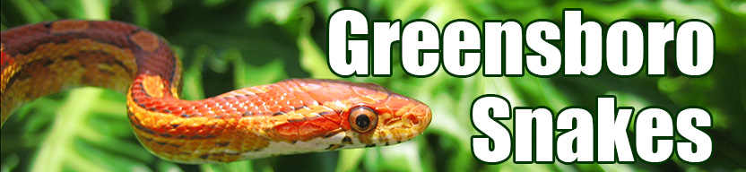 Greensboro snake